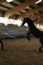 stage-dressage-toma-2