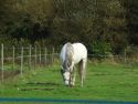 DSCF1267